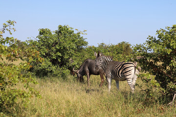 Fototapeta na wymiar Steppenzebra / Burchell's zebra / Equus quagga burchellii