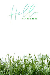 hello spring background, first spring flowers snowdrops with place for text