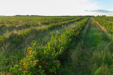 Fototapeta na wymiar Rows of currant bush on the agricultural field.
