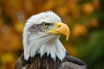Obraz premium the face of a dashing and brave eagle with a yellow beak generative ai