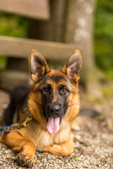 Der Deutsche Schäferhund 