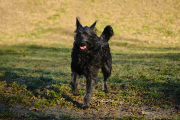 A cute black shaggy bearded mongrel puppy walks in a spring park. Happy active dog in a green...