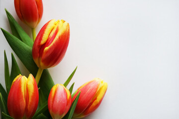 Fototapeta premium Red and yellow tulips on a white background