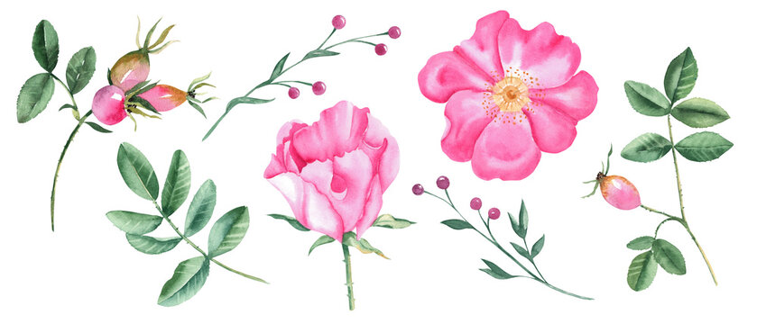 Watercolor set of dog rose flowers, leaves and green branches with pink berries isolated on white background. Botanical hand drawn illustration.