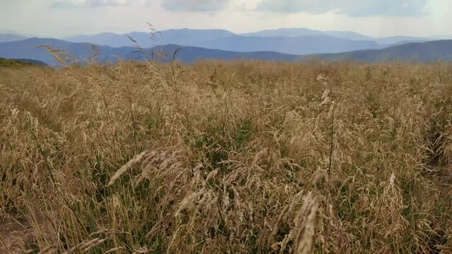 Beautigul grasses on the meadow in Carpathian mountains, Ukraine