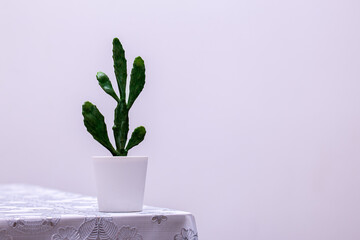 Decoration cactus on a dining table