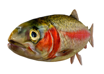 3D Rendering Rainbow Trout on White