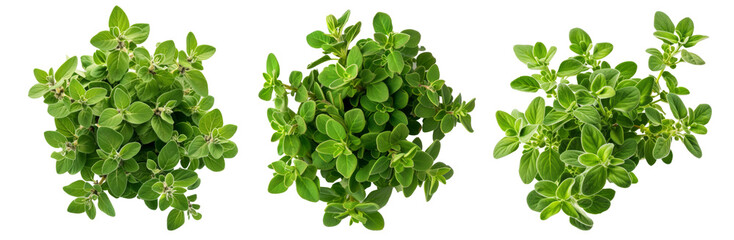 Marjoram isolated on transparent background cutout