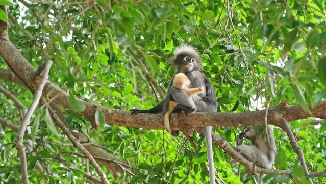 Baby dusky leaf monkey and mom in tropical wilderness thailand