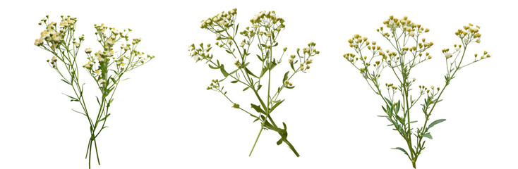 Parthenium hysterophorus isolated on transparent background cutout