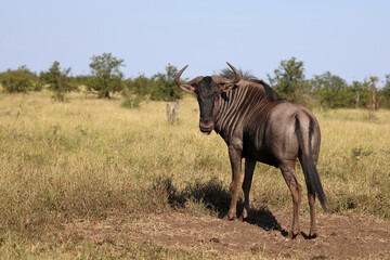 Streifengnu / Blue wildebeest / Connochaetes taurinus