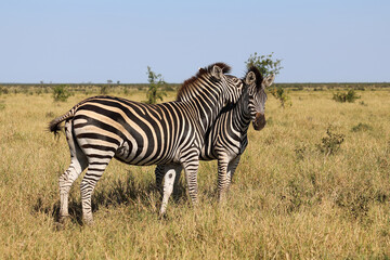 Steppenzebra / Burchell's zebra / Equus quagga burchellii