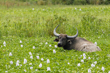 Wild water buffalo grazing in kaziranga national park,unesco world heritage site, assam, India,