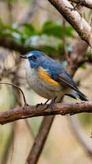 Red-breasted Redstart