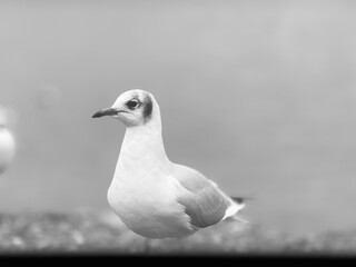 Vogel 