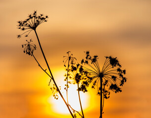 Silhouette of an umbrella plant against the sunrise or sunset sky.