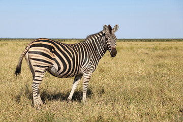 Steppenzebra / Burchell's zebra / Equus quagga burchellii