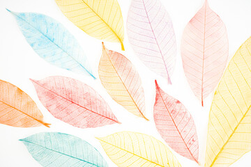 Fototapeta premium colorful and transparent leaf skeletons.