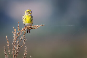 European Serin (Serinus serinus) perched on a dry plant, its yellow plumage vibrant against the soft background of the countryside.