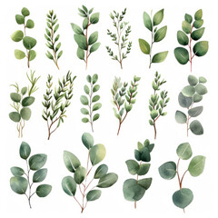 Watercolor eucalyptus branches. Set of green leaves.