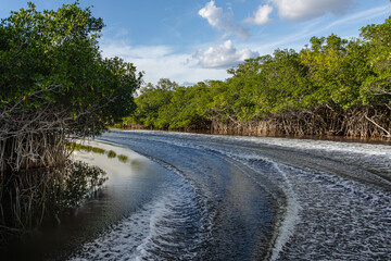 Mangroven in den Everglades, Subtropische Wildnis in Florida