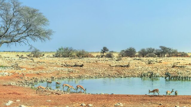 Wide angle panorama wild animals like zebras, hartebeests and springboks drinking at Okaukuejo waterhole in Etosha National Park, Namibia. Blue sky, copy space. Dry season.