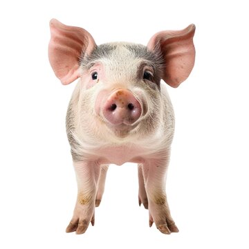 Yorkshire Pig in natural pose isolated on white background, photo realistic