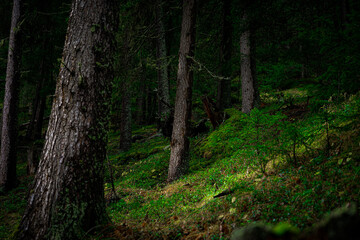 Obraz premium walking and hiking path in the swiss national park, parc naziunal svizzer - green and lush with some autumn touches