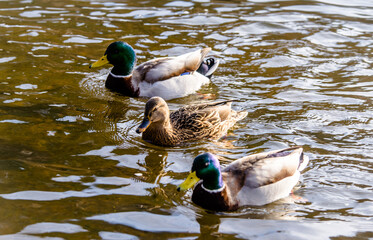 Wild ducks swim in the lake
