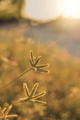 Grass hopper on flower