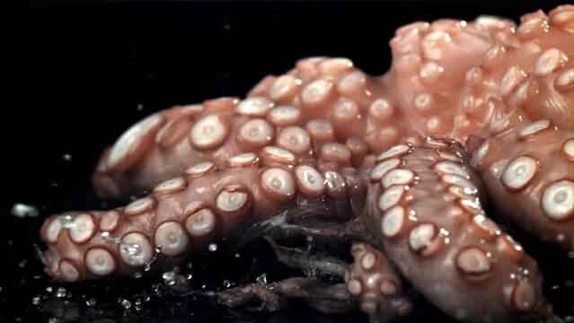 A fresh octopus falls on the table. On a black background. Filmed on a high-speed camera at 1000 fps. High quality FullHD footage