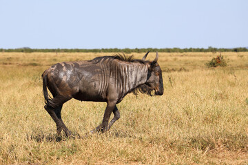 Fototapeta premium Streifengnu / Blue wildebeest / Connochaetes taurinus.