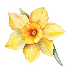 Obraz premium Daffodil yellow flower watercolor illustration. Floral blooming blossom painting on white background