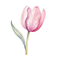 Tulip flower watercolor illustration. Floral blooming blossom painting on white background