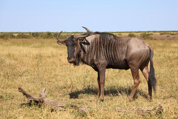 Streifengnu / Blue wildebeest / Connochaetes taurinus