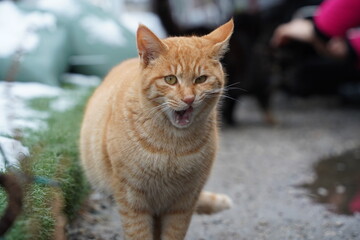stray cat with yellow stripes