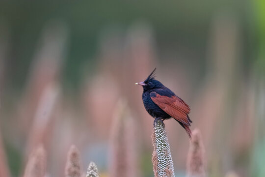 Crested Bunting, Saswad Outskirts, Maharashtra, 
