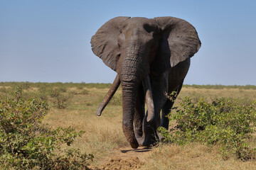 Fototapeta premium Afrikanischer Elefant / African elephant / Loxodonta africana
