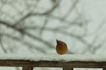 I love the look of this beautiful cardinal on the brown wooden railing. This is a female bird and...