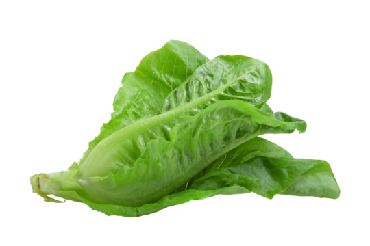 Green cos isolated on transparent png