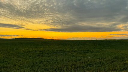 dawn in a field on a green meadow