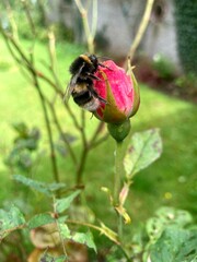 Bumblebee Rosebud 