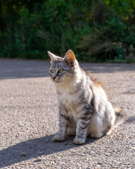 A gray fluffy cat is sitting on the asphalt.