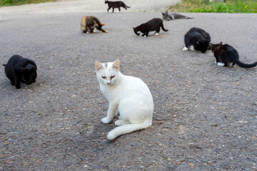 A white young cat is sitting on the asphalt.