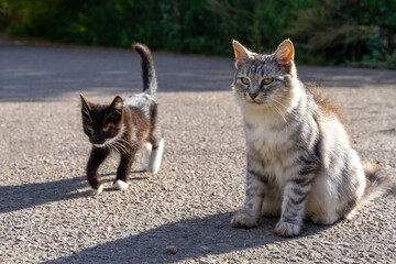 A grey fluffy cat and a black kitten were photographed outside.