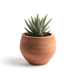 Succulent plant in a terracotta pot isolated on white background. simple and elegant indoor plant. home decor element. AI