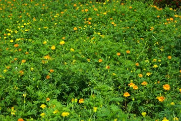 marigold flower in the garden