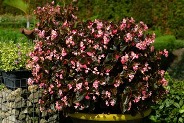 Fototapeta na wymiar Pink begonia flower in the garden