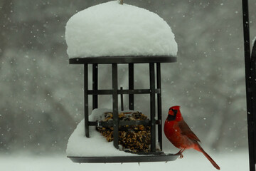 This beautiful red cardinal came out to the feeder when it was snowing. His bright red colors stand out from the white snow all around him. The black metal cage is holding birdseed cakes.