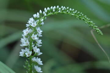 花穂が虎の尾に似た花